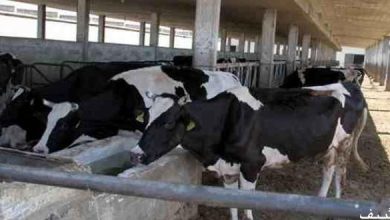 سورية تتجه لفتح باب "التأمين على الأبقار"